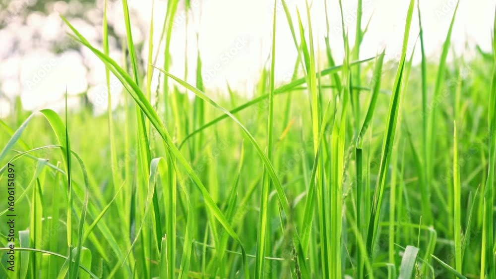 Grass swaying in the wind blow on sunset. Green juicy lawn, meadow, field of fresh grass close up. Narural, plant, spring background Grass swaying in the wind blow on sunset. Green juicy lawn, meadow, field of fresh grass close up. Narural, plant, spring background