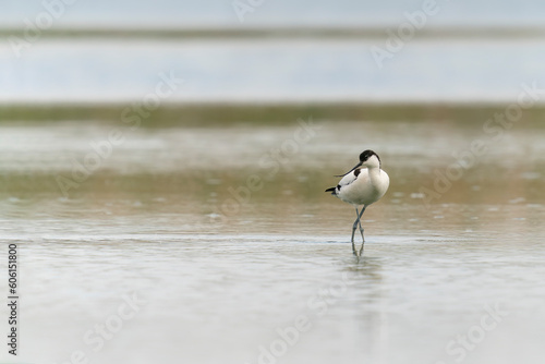 Pied avocets (Recurvirostra avosetta) walking in shallow water hunting for food. Gelderland in the Netherlands.                       