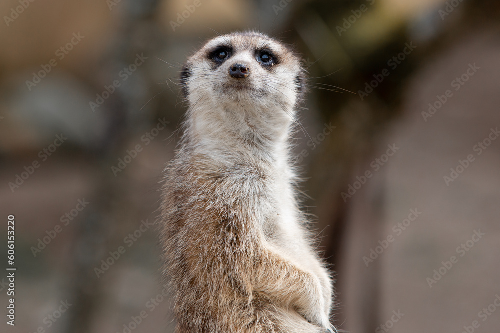 Fototapeta premium Meerkat (in german Erdmännchen) Suricata suricatta