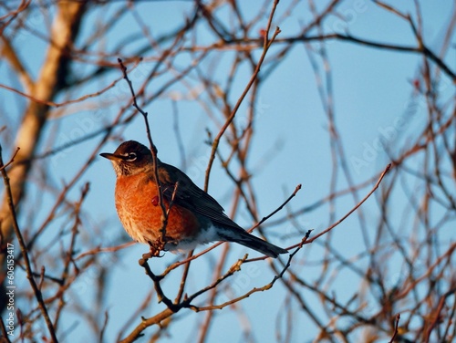 Winter robin