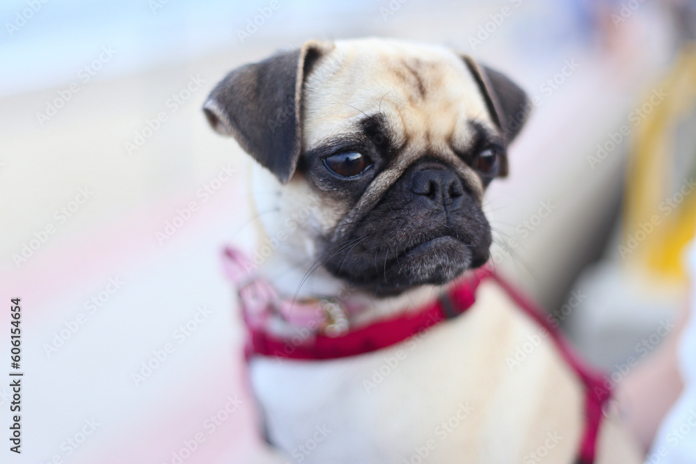 Close up view of a cute baby pug in street Close up view of a cute baby pug in street