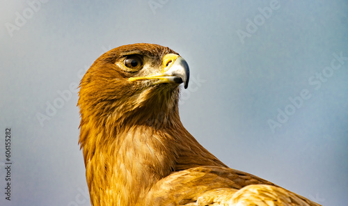 golden eagle