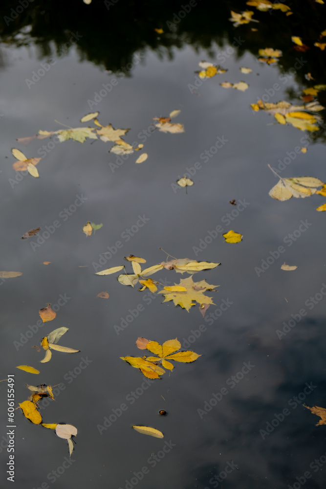 Autumn leaves float on the surface of the water. Fallen autumnal leaves on surface of lake. Nature's landscape Fallen orange leaf is sailing on dark lake water level. Autumn leaves float on the surface of the water. Fallen autumnal leaves on surface of lake. Nature's landscape Fallen orange leaf is sailing on dark lake water level.