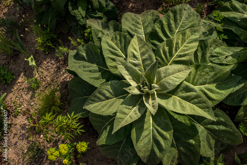 Wallpaper Mural Leaves of a plant dense-flowered mullein, top view Torontodigital.ca