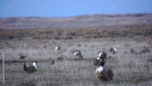 Sage grouse dance and chase each other on a breeding lek in Montana photo