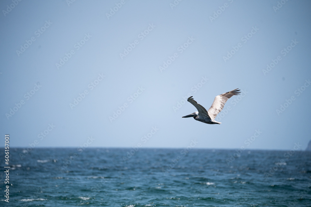 Pelicano sobre volando el oceano 