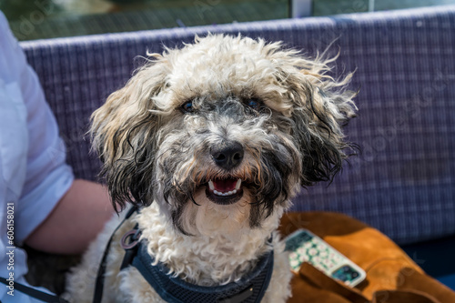 A view of a Poochon puppy on a boat on the  River Great Ouse at St Ives, Cambridgeshire in summertime photo