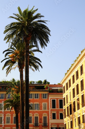 Tall palm trees in the city of Rome Italy © SakhanPhotography