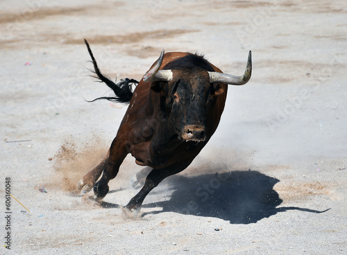 spanish bull with horns in spain