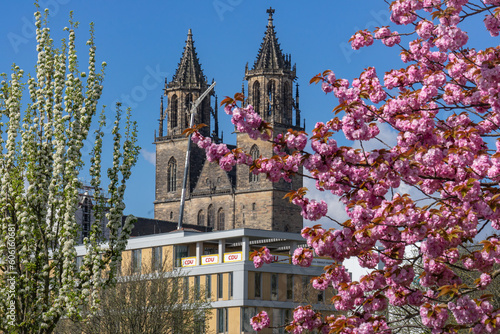 Magdeburger Dom im Frühling mit Kirschblüten
