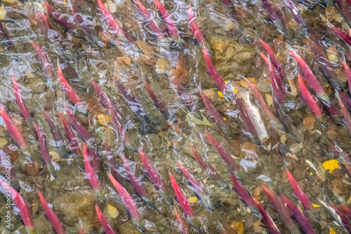 Sockeye salmon with distinctive red coloring on the annual spawning run to breed upriver as seen near Lake Tahoe, California.