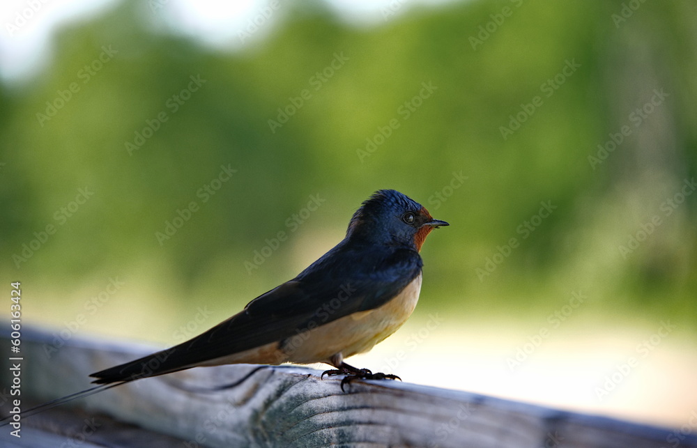 Obraz premium Sitzende Rauchschwalbe (Hirundo rustica)
