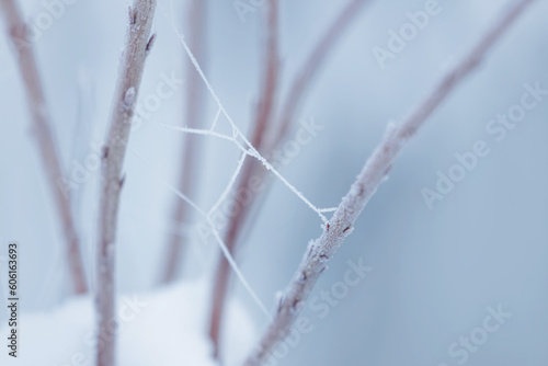 Wallpaper Mural frosty branches with frozen cobwebs with blue, cold background Torontodigital.ca
