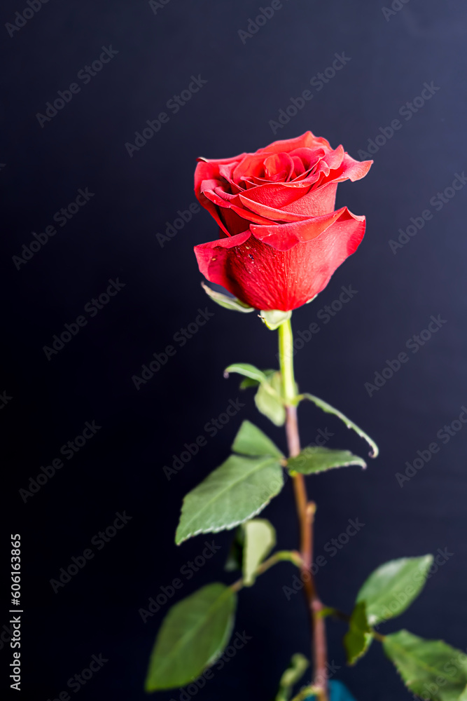 A single beautiful red rose on a dark background A single beautiful red rose on a dark background