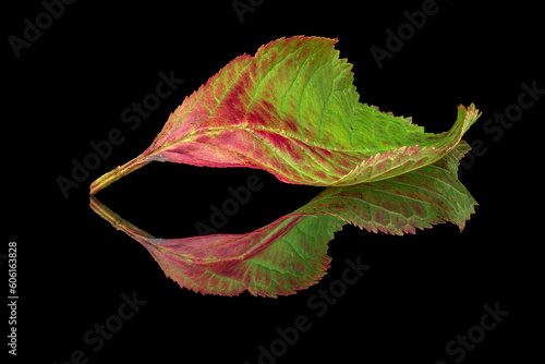 red leaf on black background