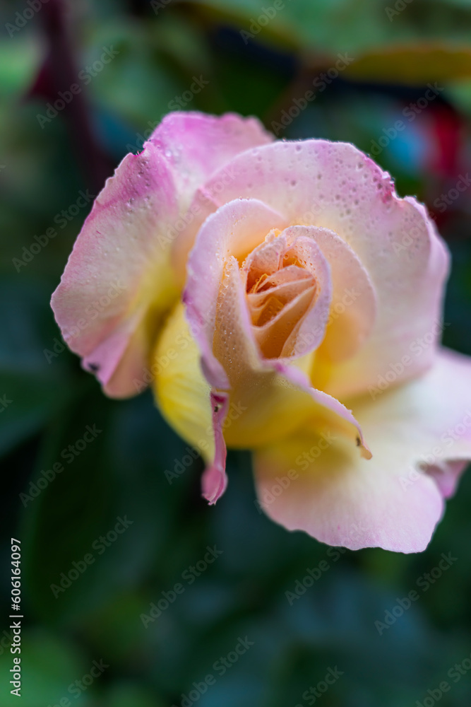 Fototapeta premium A single beautiful red rose on a dark background