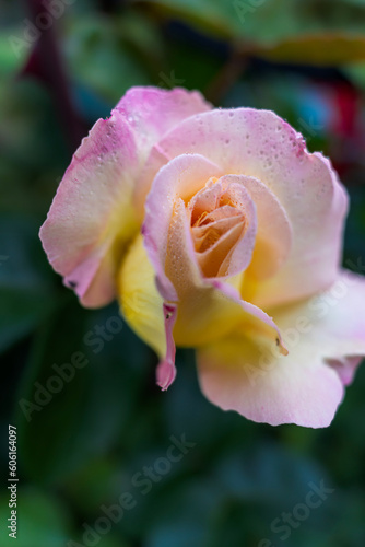 A single beautiful red rose on a dark background