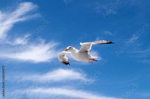 A white seagull sails in the air in the blue sky above the ocean.