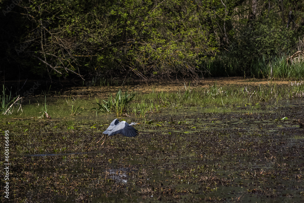 Obraz premium Gray heron bird flying.