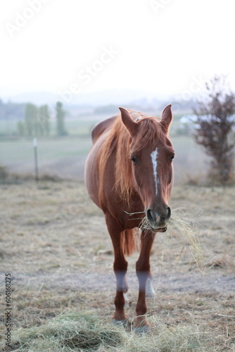 Horse eating hay with bokeh