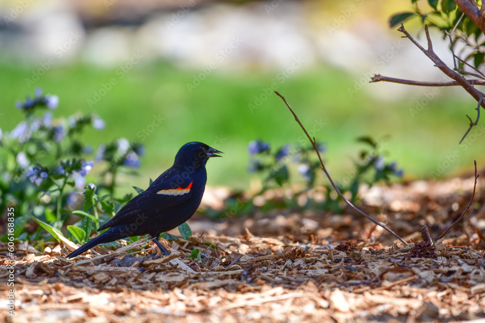 Black bird Black bird