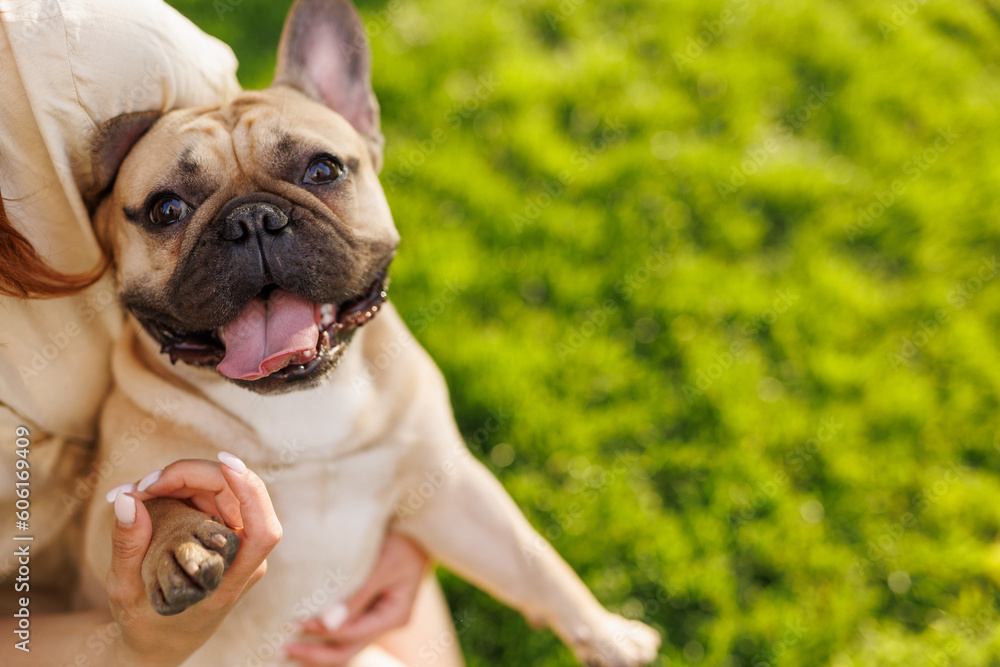 Obraz premium Portrait of adorable, happy dog of the French Bulldog breed in the park on the green grass at sunset. The girl hugs and strokes her beloved pet.