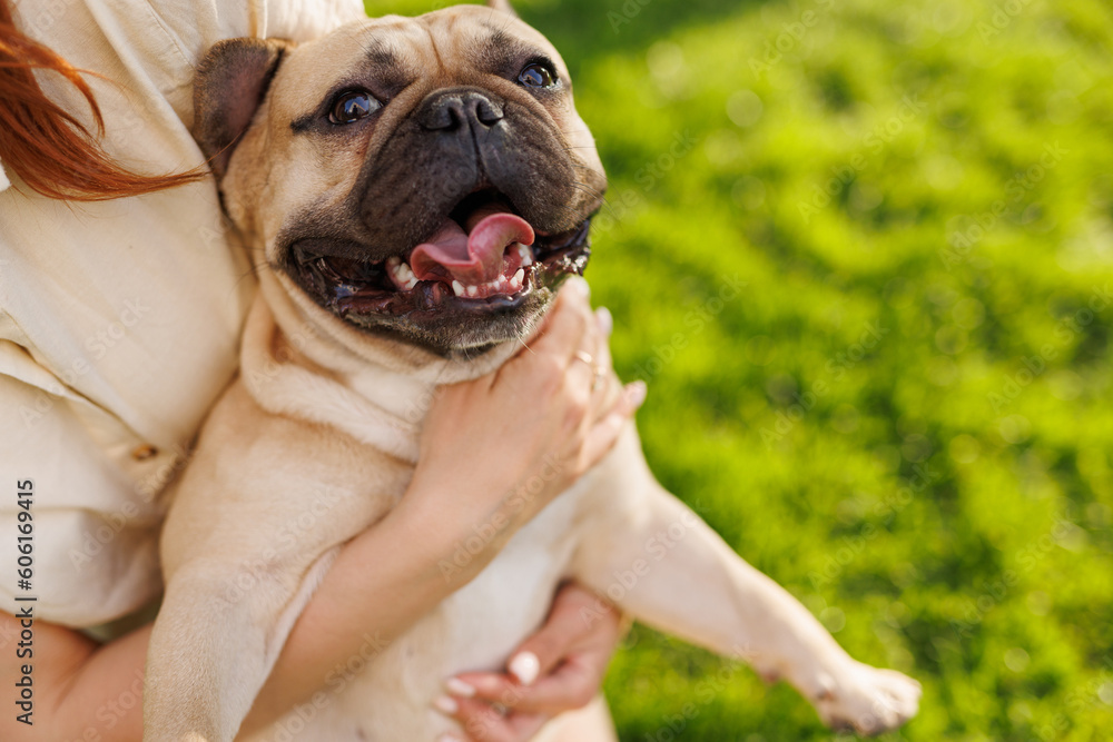Portrait of adorable, happy dog of the French Bulldog breed in the park on the green grass at sunset. The girl hugs and strokes her beloved pet.
