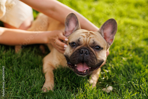 Fototapeta Portrait of adorable, happy dog of the French Bulldog breed in the park on the green grass at sunset