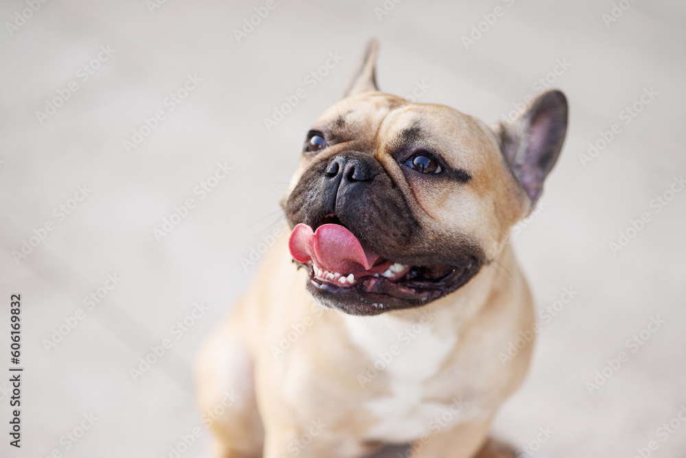 Portrait of adorable, happy dog of the French Bulldog breed in the park at sunset.