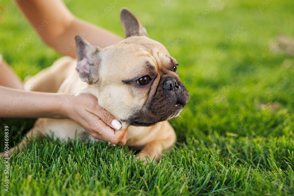 Portrait of adorable, happy dog of the French Bulldog breed in the park on the green grass at sunset. The girl hugs and strokes her beloved pet.