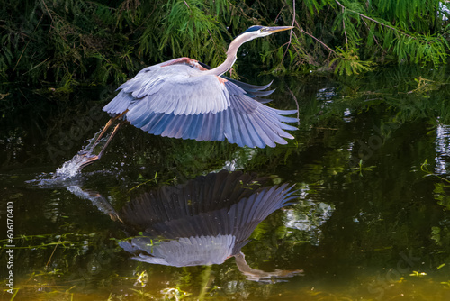 Foto Great Blue Heron taking flight over wetlands