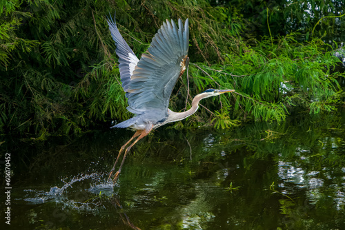 Great Blue Heron taking flight over wetlands