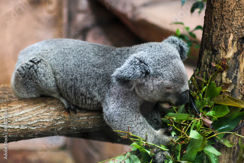Fototapeta Naklejka Na Ścianę i Meble -  Koala (Zoo de Beauval)