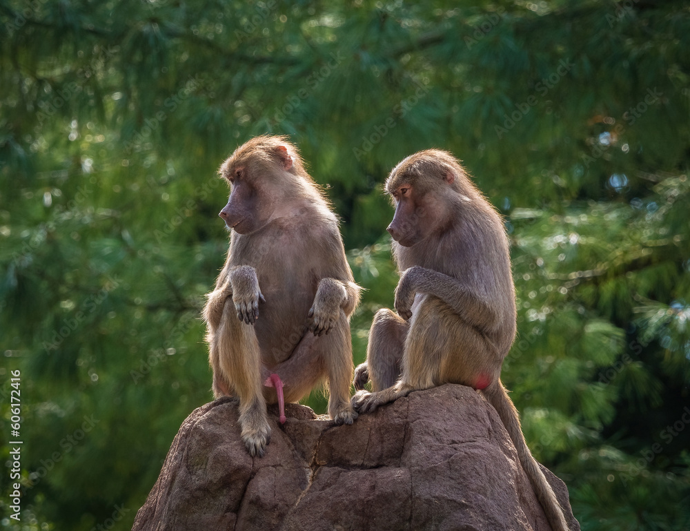 A macaque monkey group in a zoo in neunkirchen