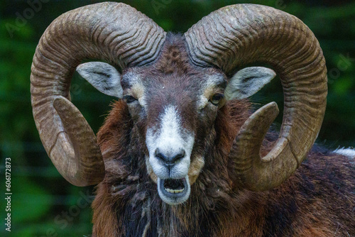 Bouc