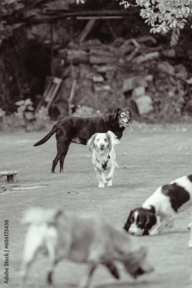A family of Sprocker Spaniels having a family get together and enjoying their playtime.
