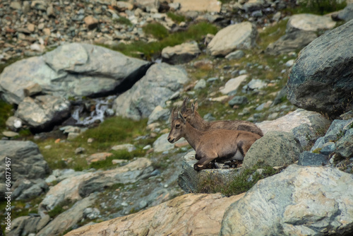 Little wild ibex cub in the Italian Alps