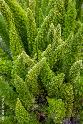 Foxtail Fern (Asparagus aethiopicus) plant