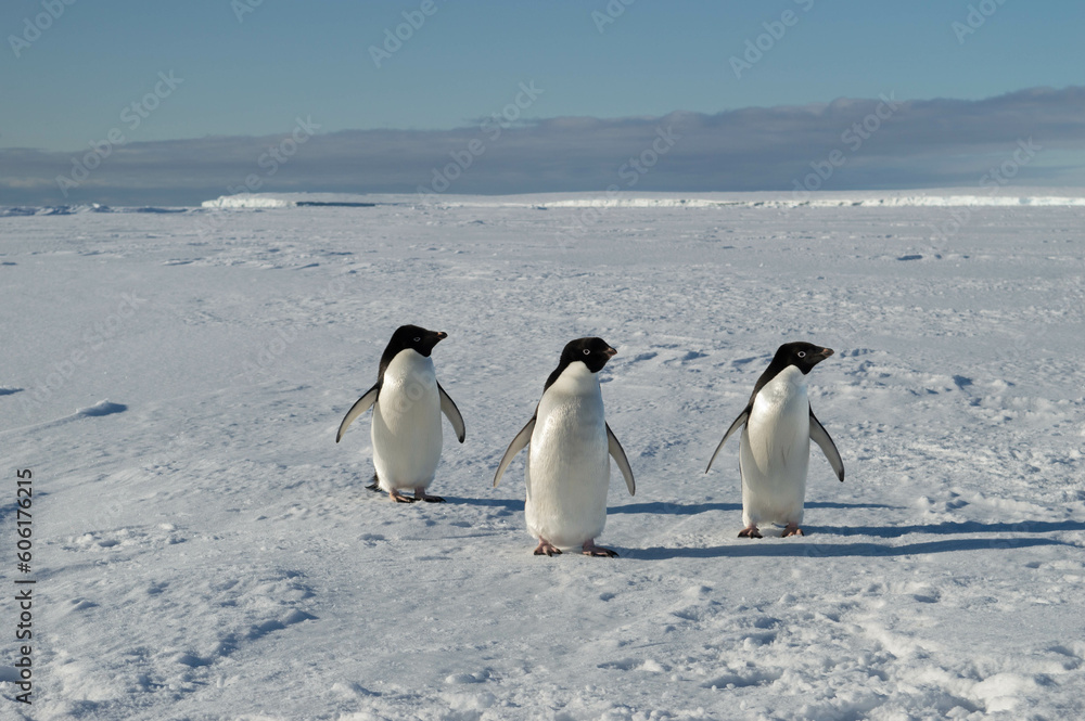 Obraz premium Three cute penguins posing for the camera at the antarctica, family, friends