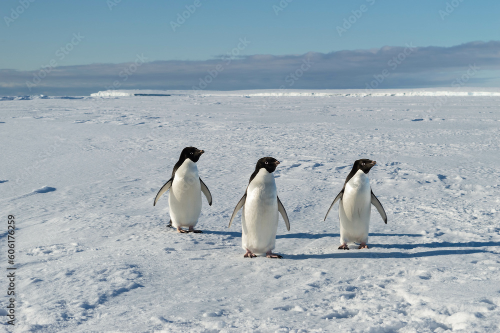 Naklejka premium Three cute penguins posing for the camera at the antarctica, family, friends