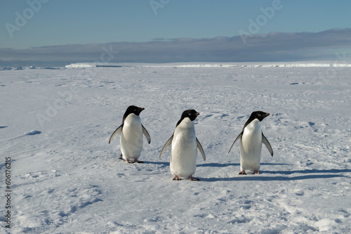 Three cute penguins posing for the camera at the antarctica  family  friends