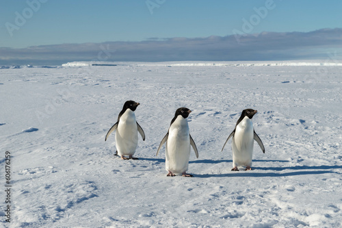 Three cute penguins posing for the camera at the antarctica  family  friends