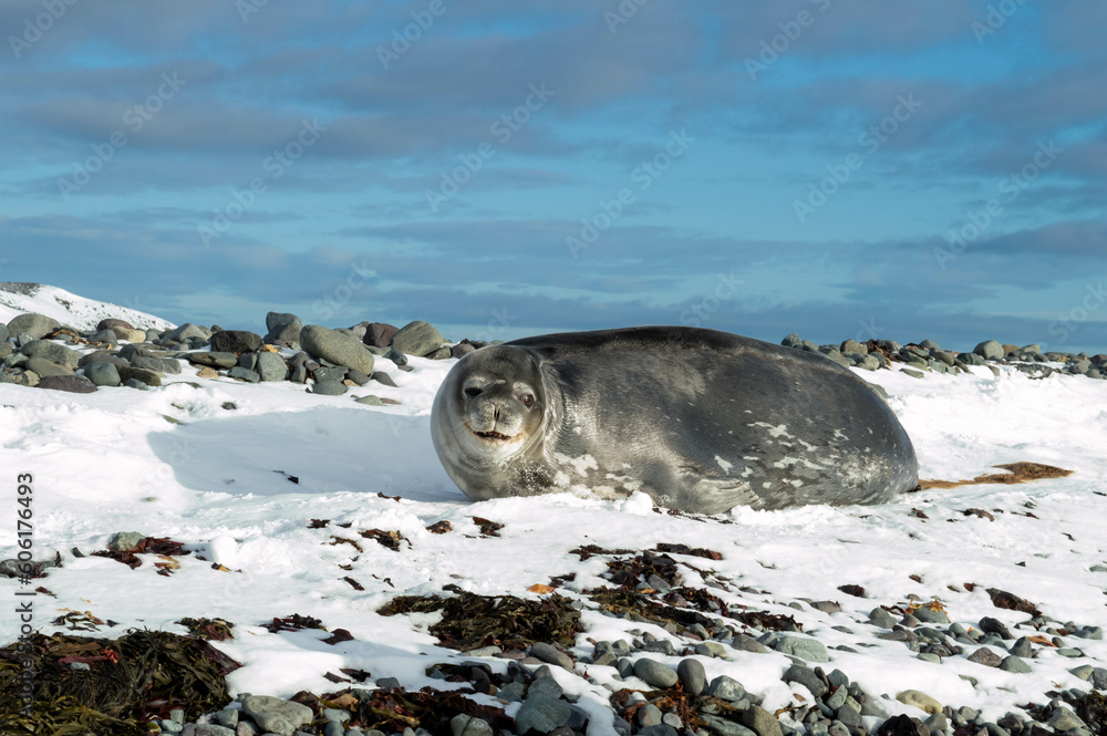 Obraz premium Cute seal laughing at the camera
