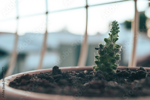 Bilde på lerret cactus de janela crescendo