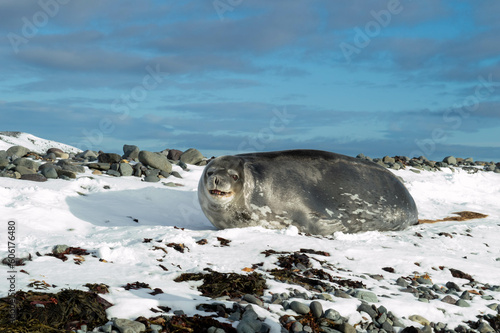 Photography Cute seal laughing at the camera