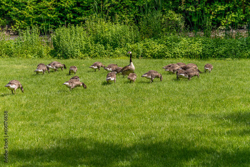 Canada Goose And Goslings Feeding In Summer