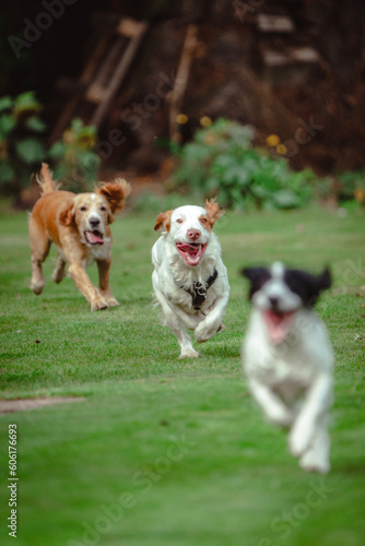 A family of Sprocker Spaniels having a family get together and enjoying their playtime.