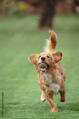 A family of Sprocker Spaniels having a family get together and enjoying their playtime.