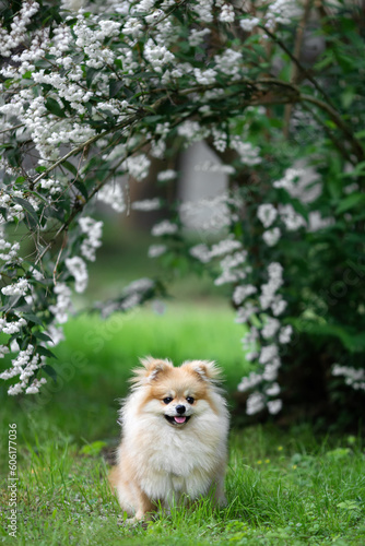 Fototapeta Naklejka Na Ścianę i Meble -  A cute spitz is sitting on the grass near a blooming bush in the park