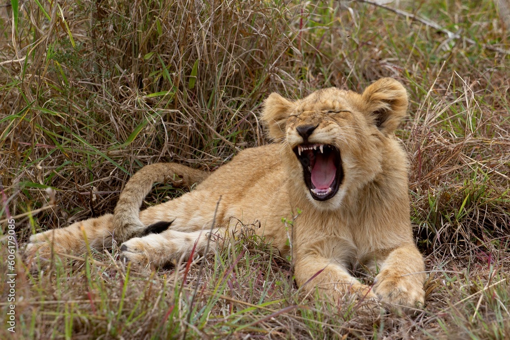 Singita Boulders - Lion Cub Roar Singita Boulders - Lion Cub Roar